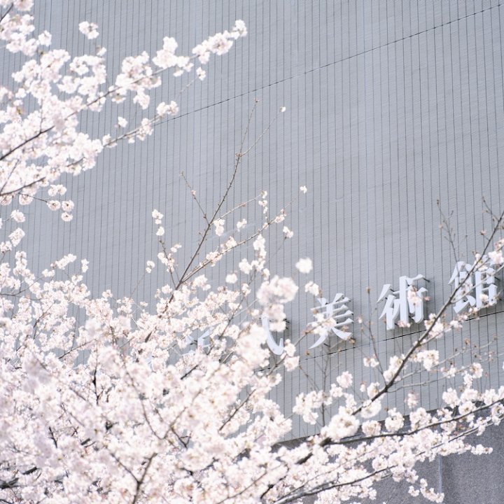 春の行楽は東京国立近代美術館へ！春にちなんだ作品がそろう「美術館の春まつり」でアートと桜を堪能しよう