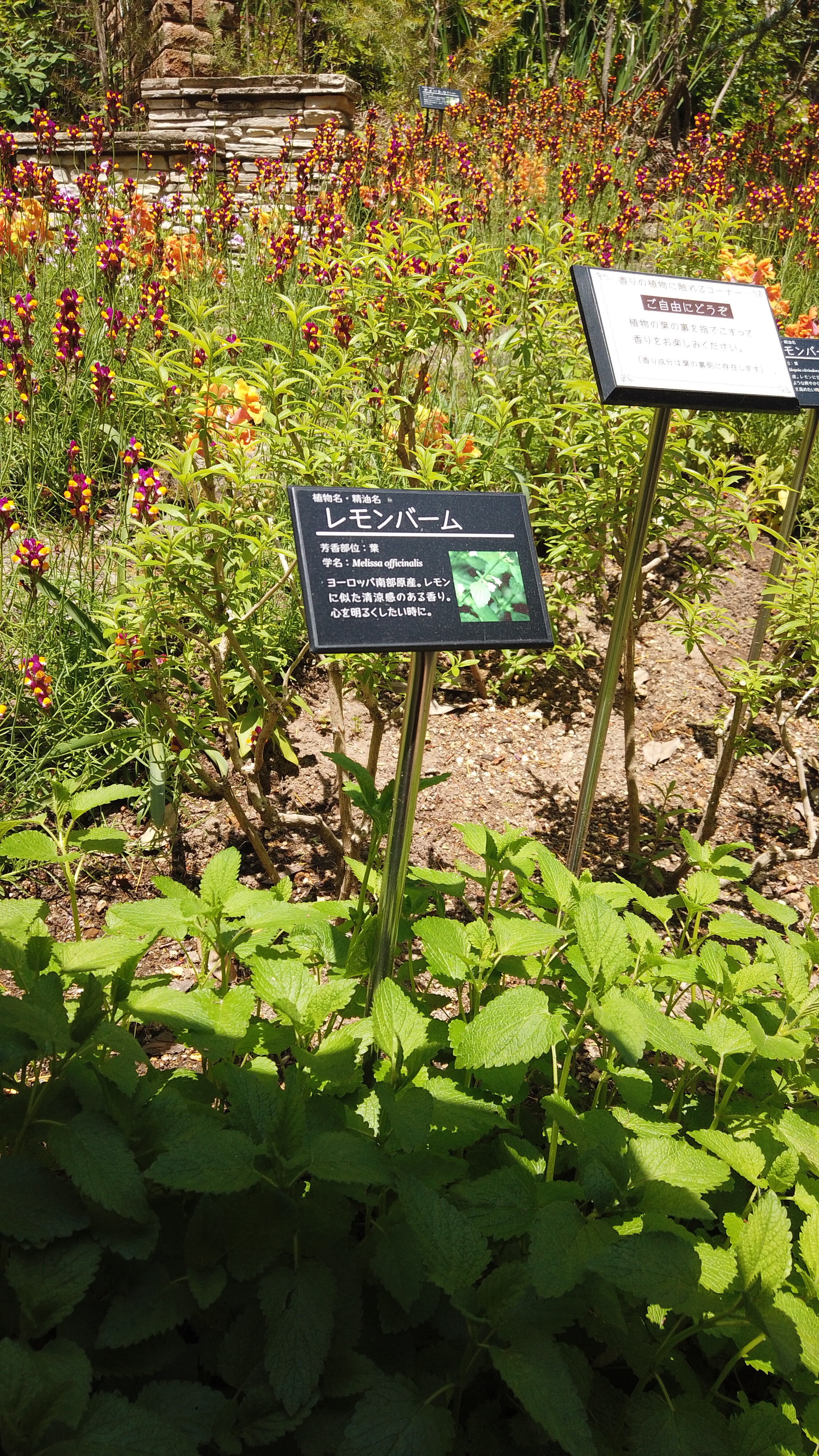 「アロマガーデン」では香りにまつわる植物に触れることができます。 width=