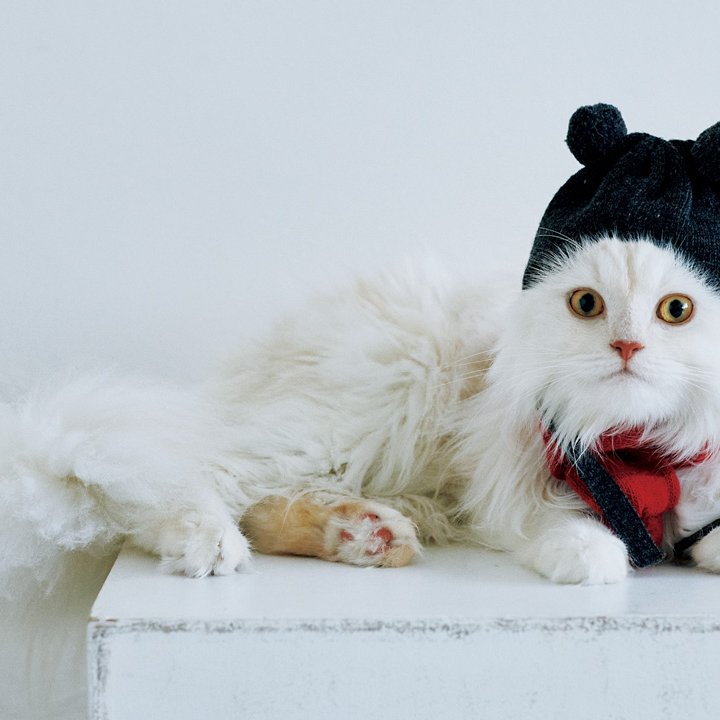 ネコさんがどハマり!飼い主も嬉しい猫のためのグッズたち