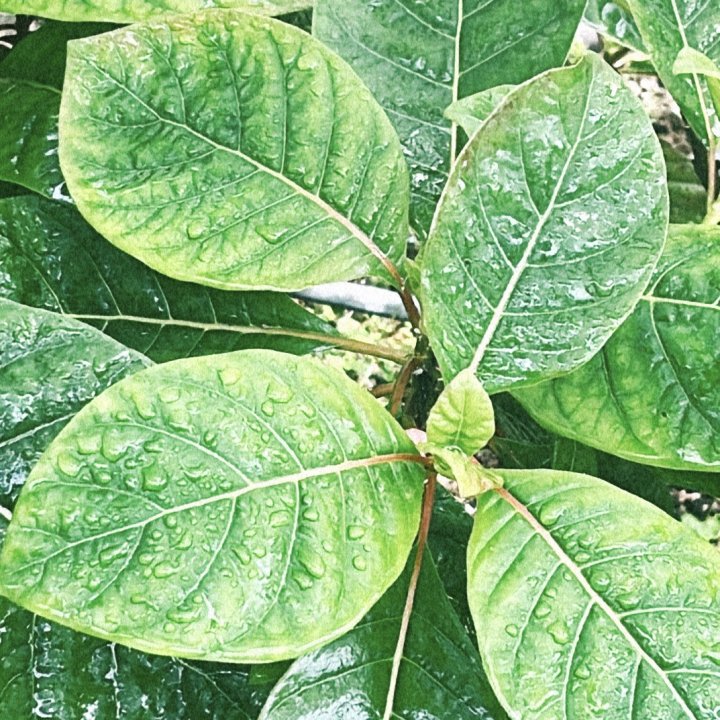 薬用植物園を見学して、もちもちのヨモギパンを食べる日【FUDGENA：おおえさきの週末京都クリップ vol.35】
