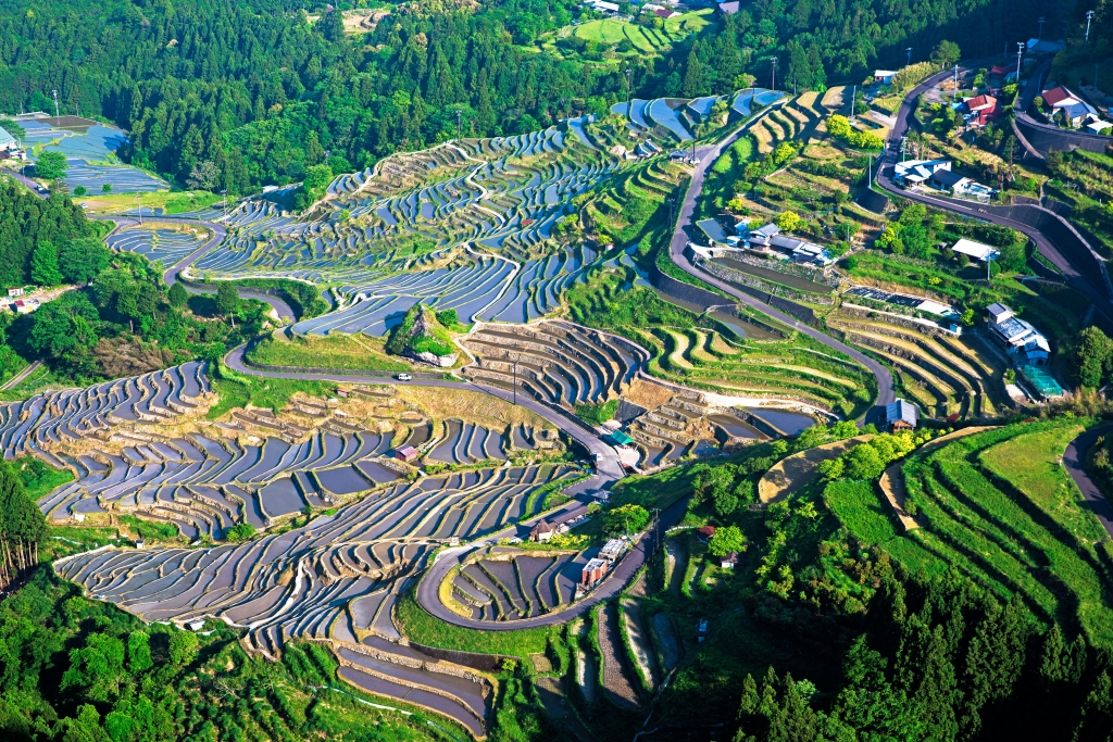 丸山千枚田(熊野市)